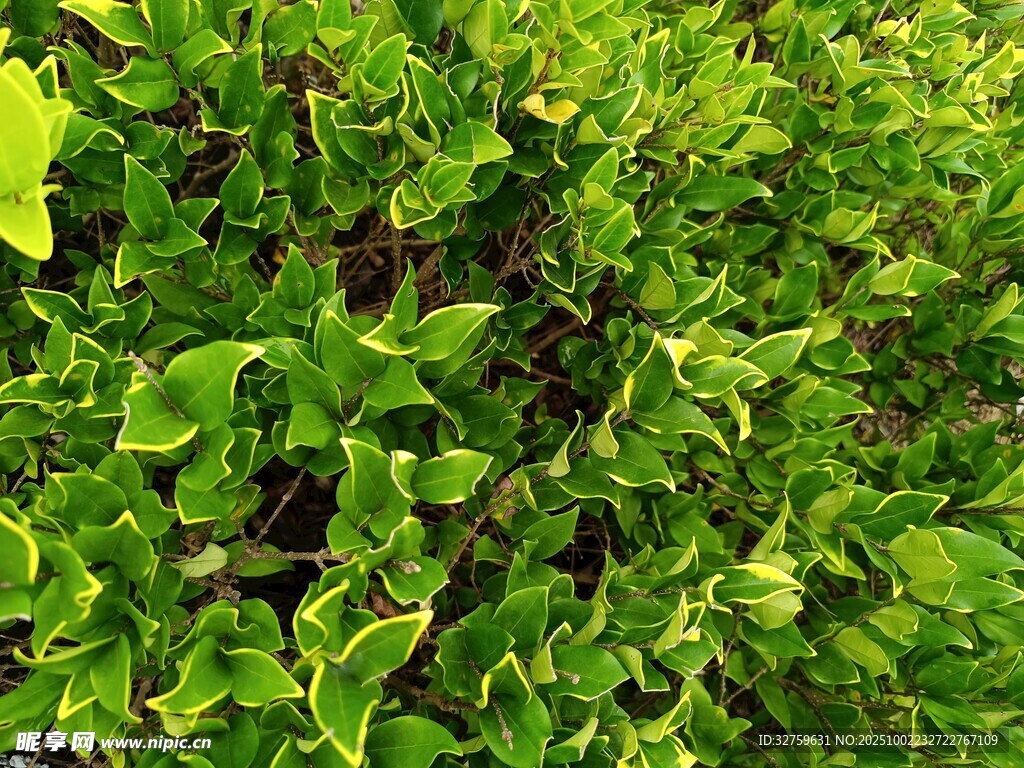 翠綠繁茂的生機植物墻