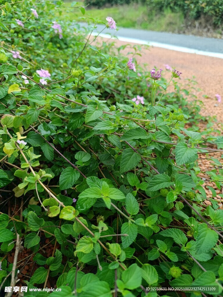 路邊繁茂的綠色植物