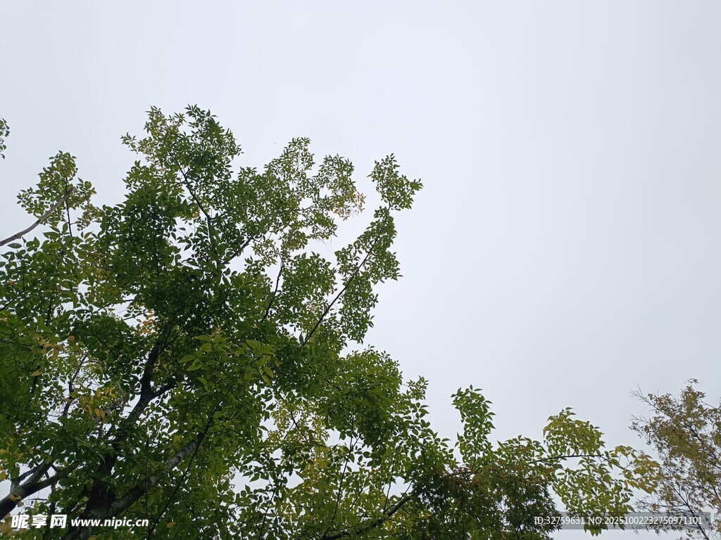 仰視蔥郁綠樹(shù)