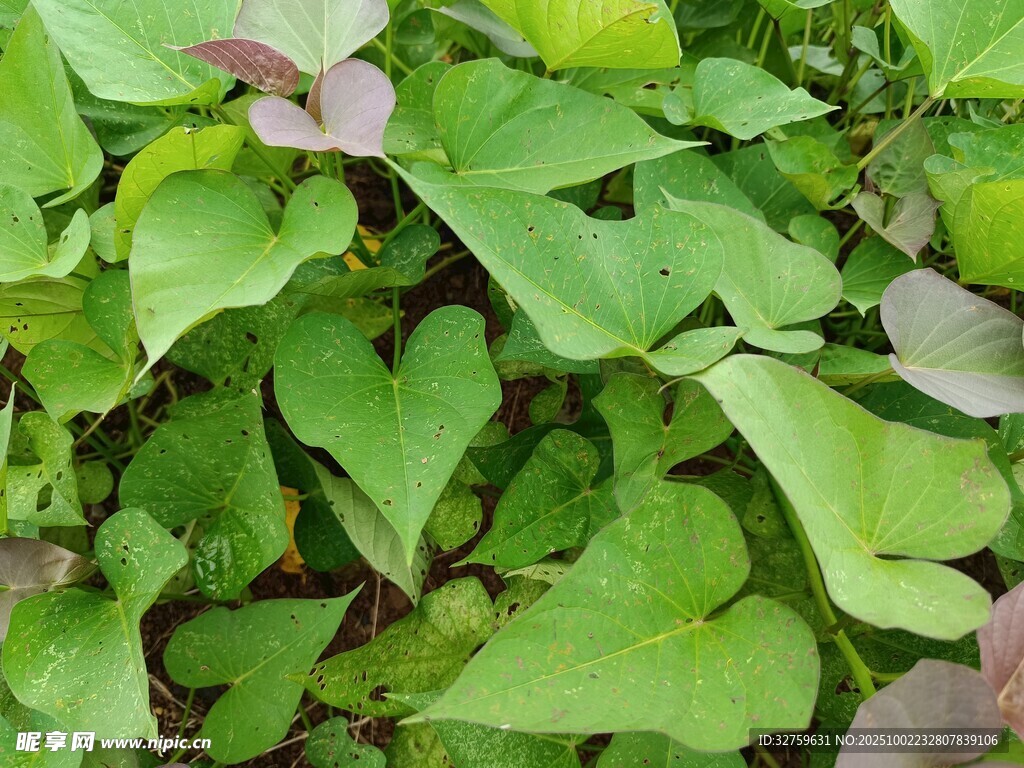 翠綠茂盛的綠葉植物