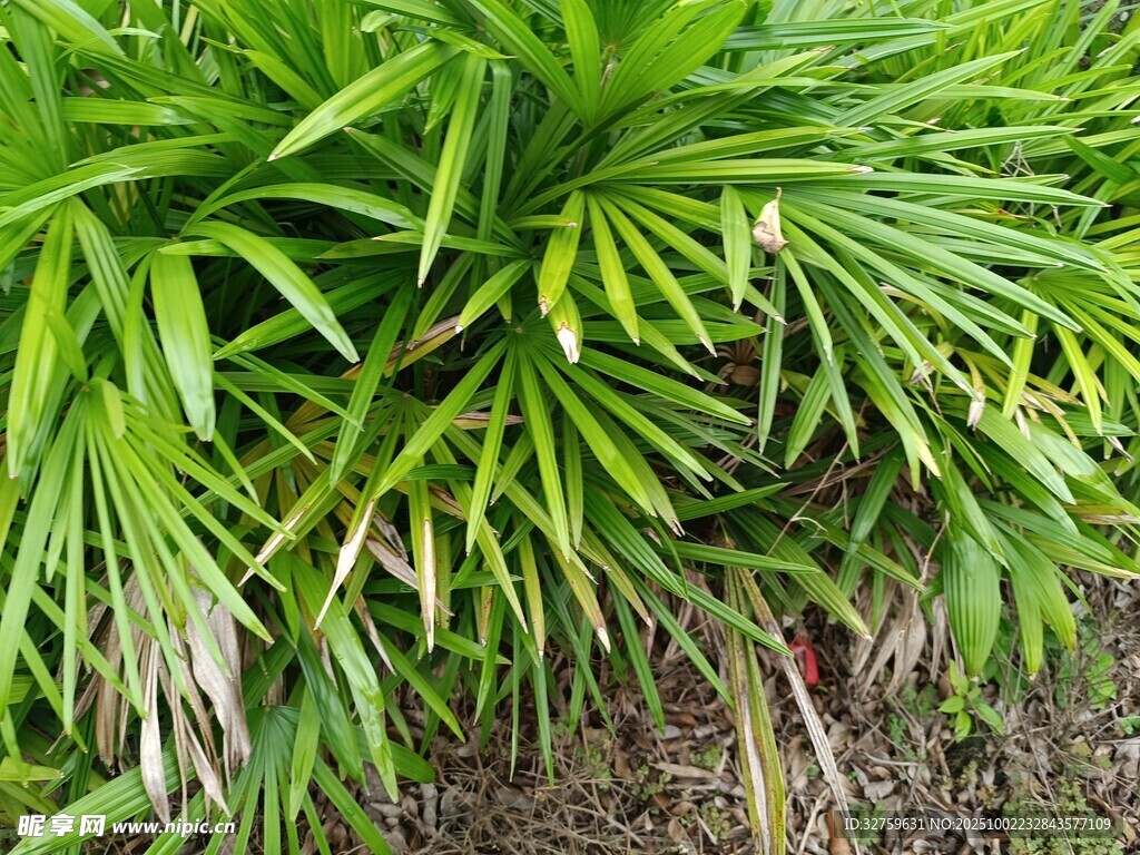 翠綠繁茂的叢生綠植