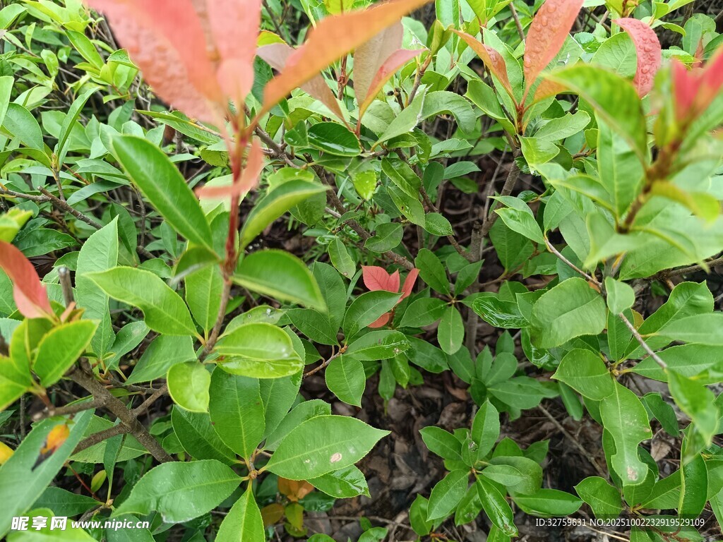 綠葉間的紅嫩新葉