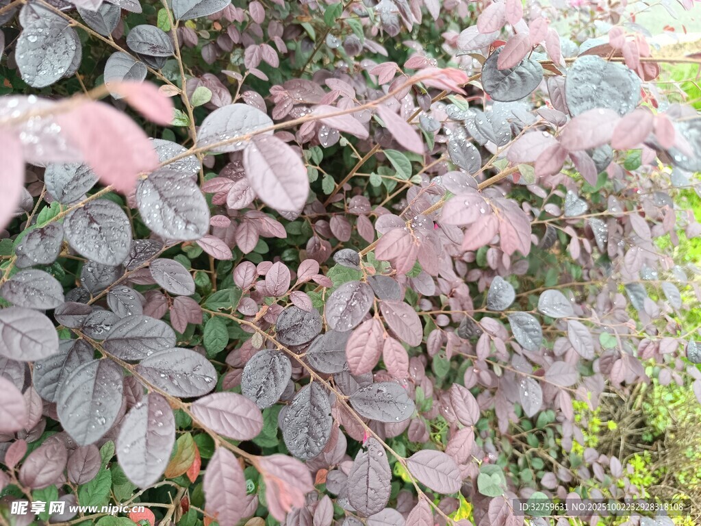 粉紫色葉片植物特寫