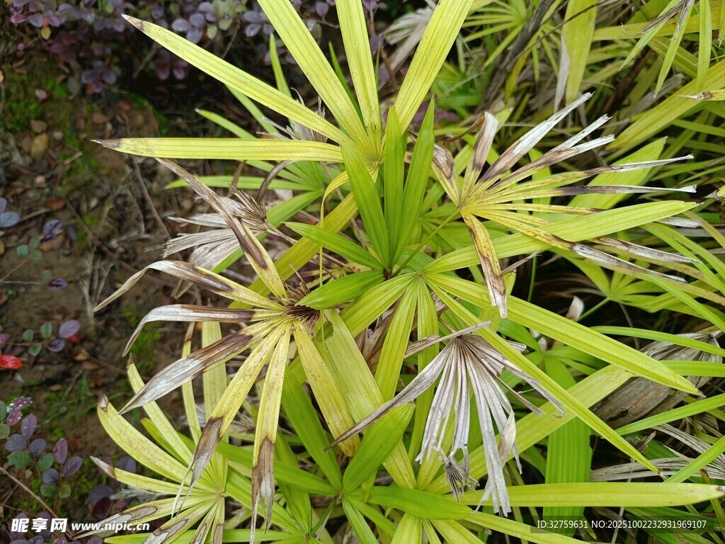 翠綠細長葉片的植物