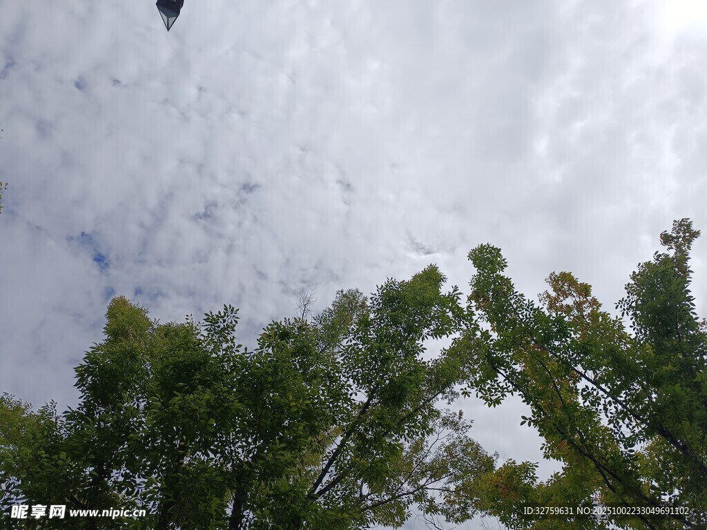 仰望樹梢上的天空