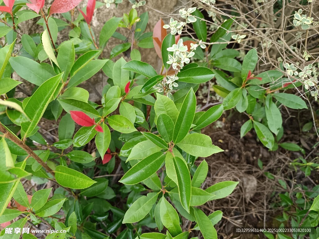 綠葉紅花的繁茂植物景觀