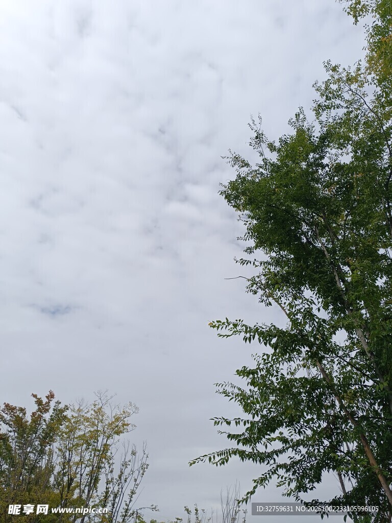 陰天中的綠樹與天空