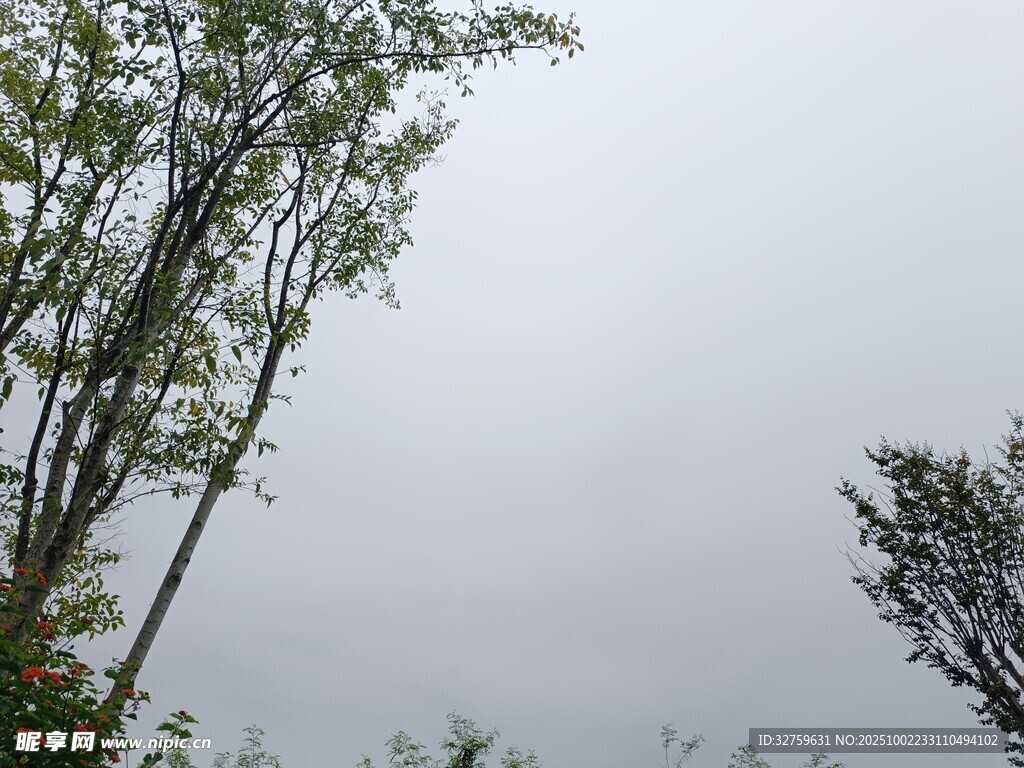 陰天中的樹木景致