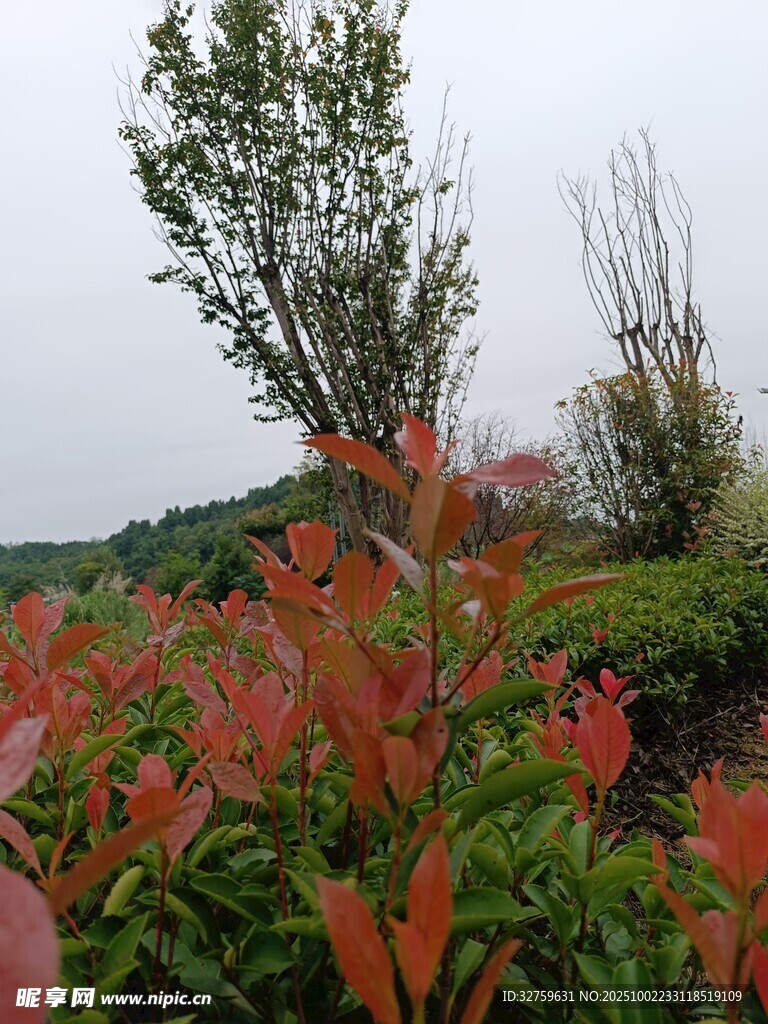 紅葉綠植裝點的自然景致