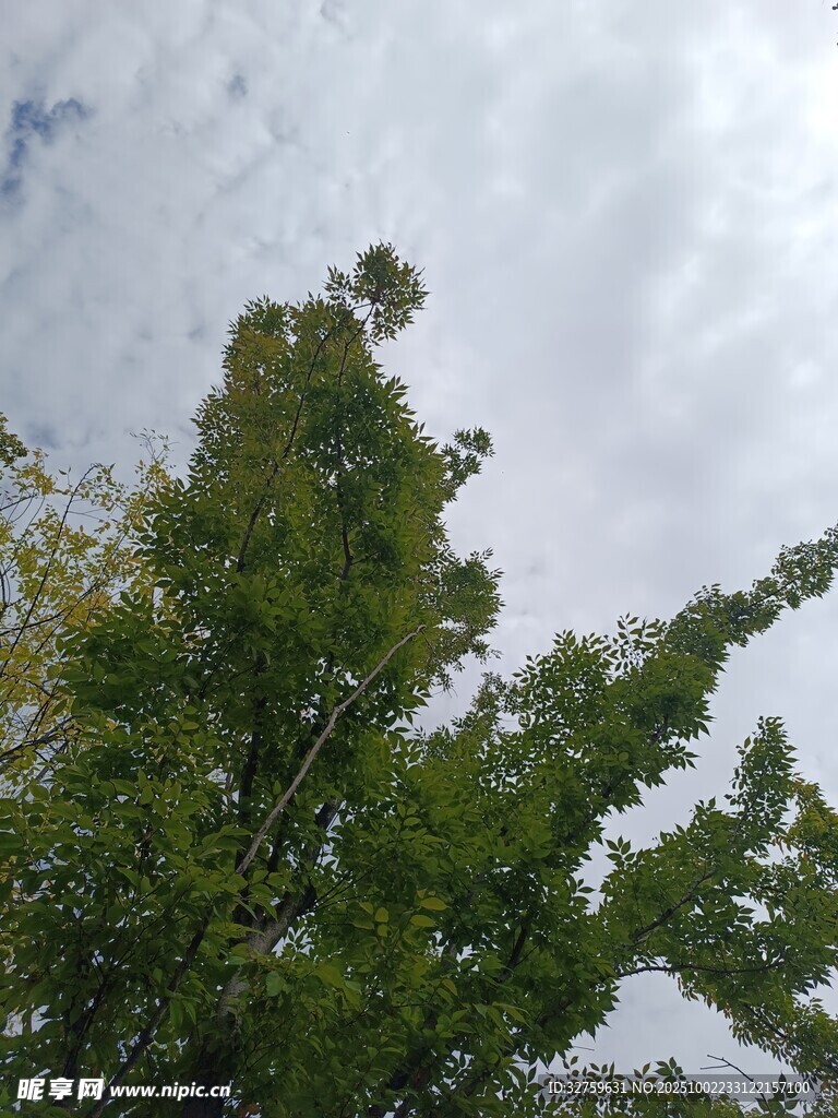 天空下的蔥郁綠樹