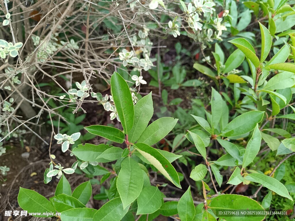 綠葉白花植物景觀