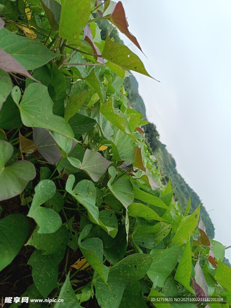 綠葉繁茂的山間植物景觀