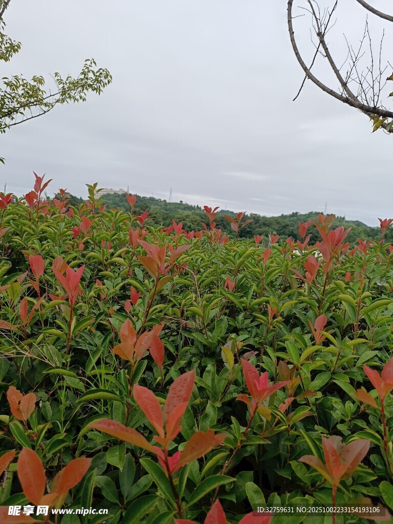 紅葉綠植景觀