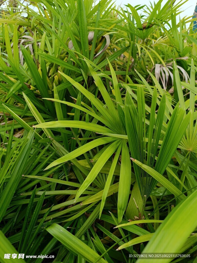 翠綠繁茂的熱帶植物景觀