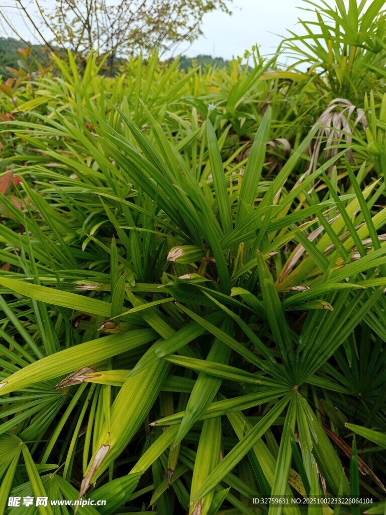 翠綠繁茂的熱帶植物景觀