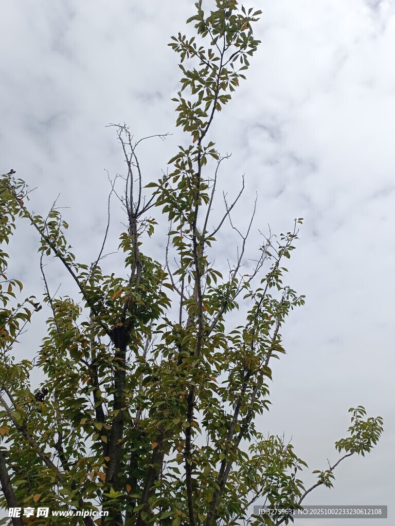 仰視視角下的繁茂樹枝