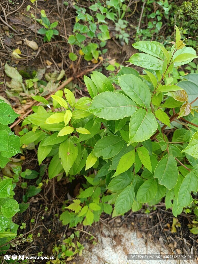 綠葉繁茂的野生植物景觀