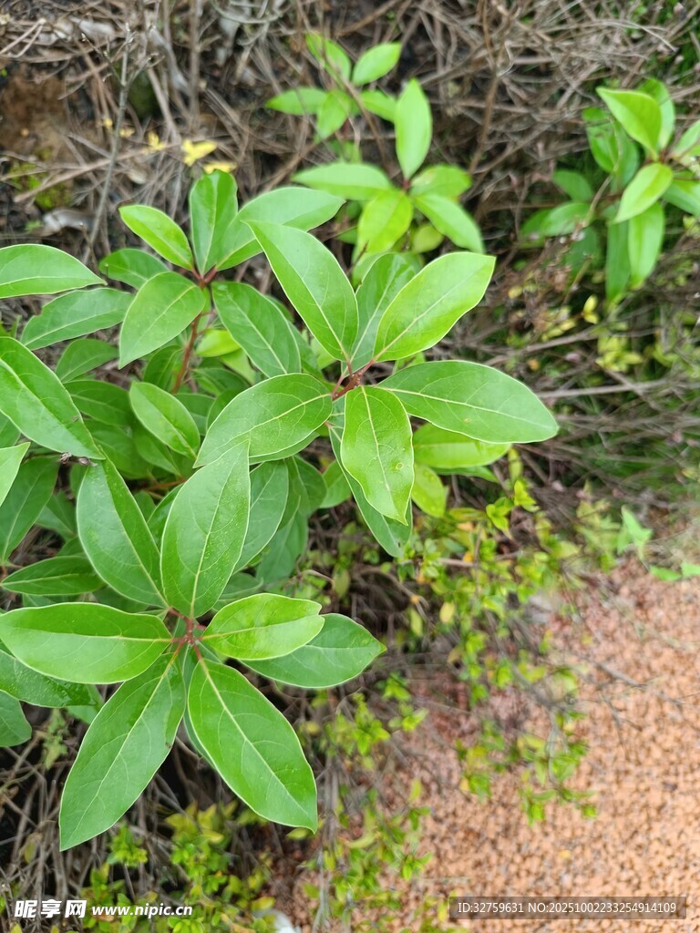 綠葉叢生的地面植物