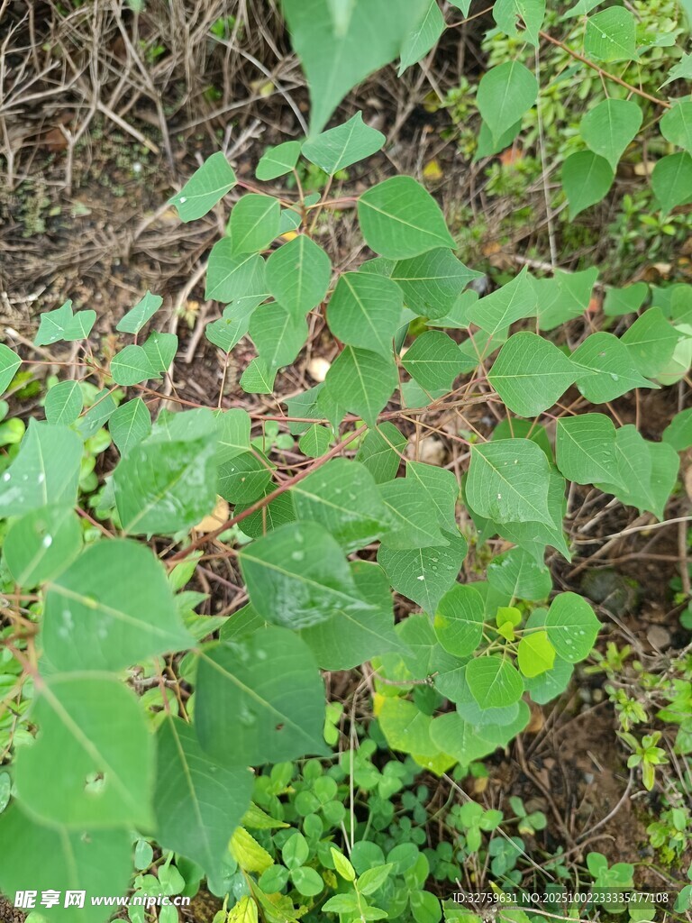 綠葉繁茂的野生植物