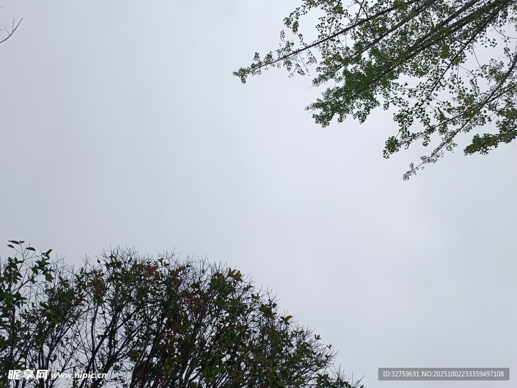 仰視天空中的繁茂樹木