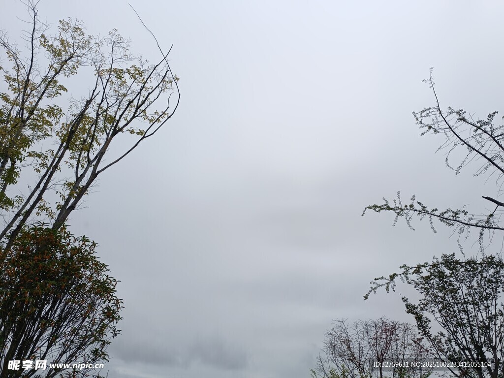 霧中樹(shù)木景象