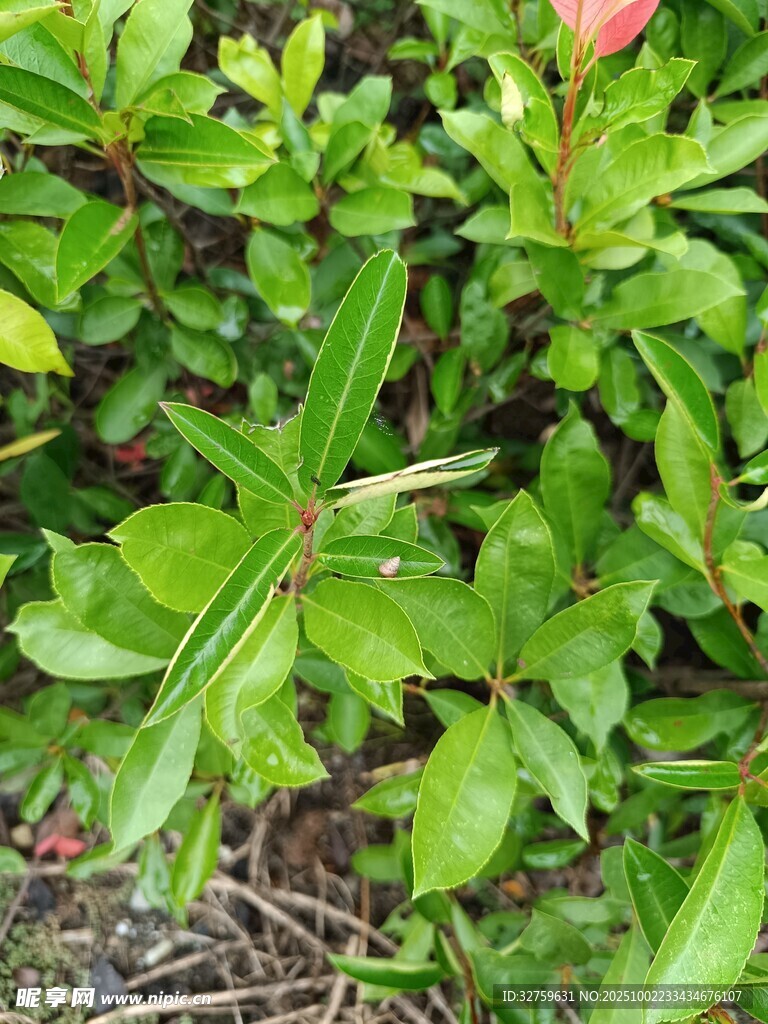 綠葉叢中的一抹紅