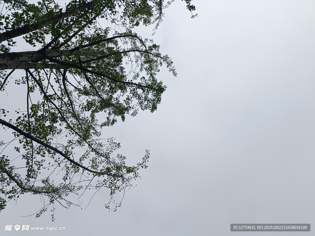 樹枝伸向灰白天空