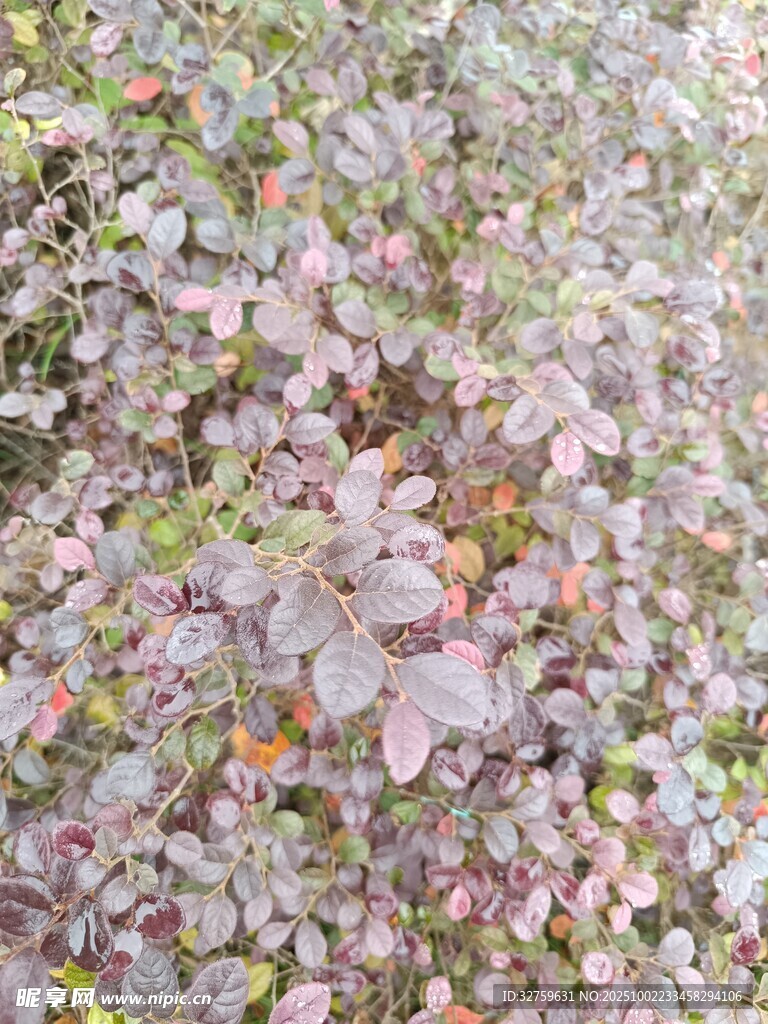 粉色繁花植物景觀