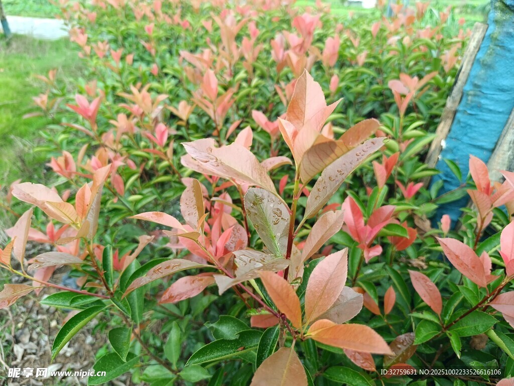 紅葉植物