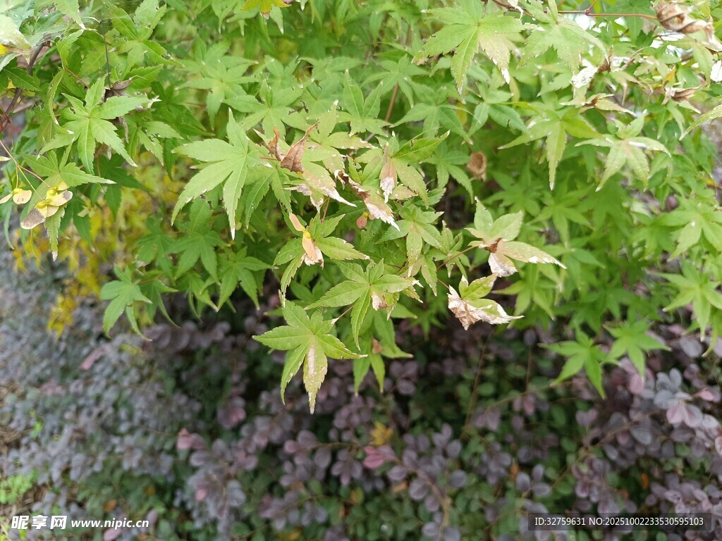 翠綠雞爪槭植物特寫