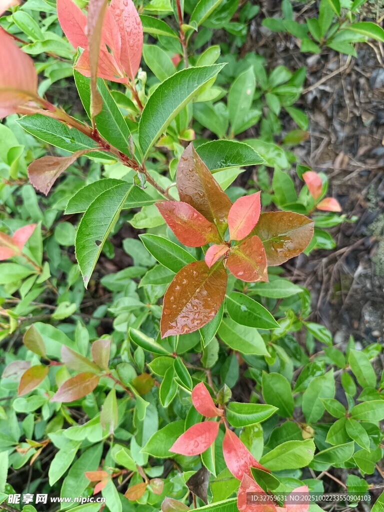 紅葉綠葉交織的植物景觀