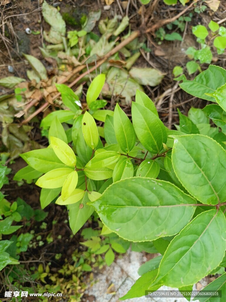 嫩綠葉片與藤蔓植物景象