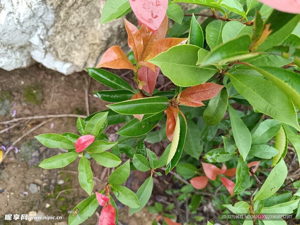 綠葉紅果植物特寫