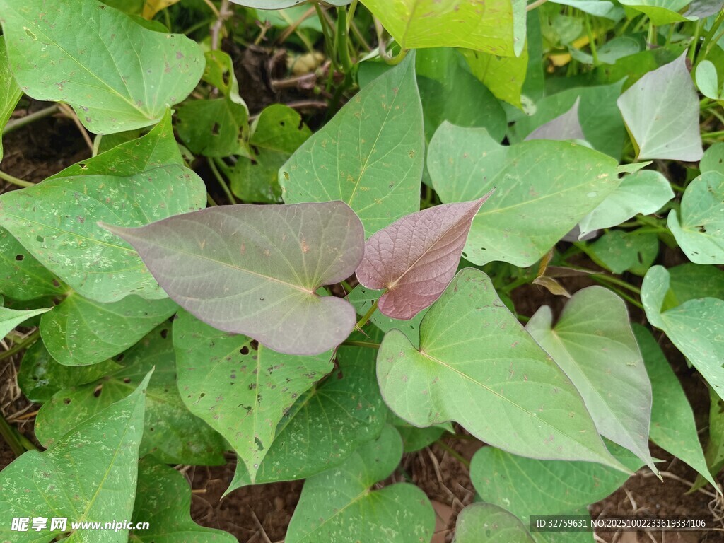 綠葉間的紫葉紅薯植株