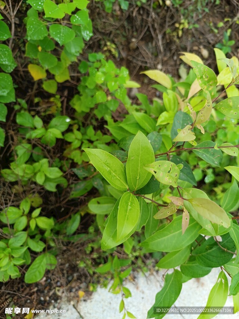 綠葉叢生的自然景象