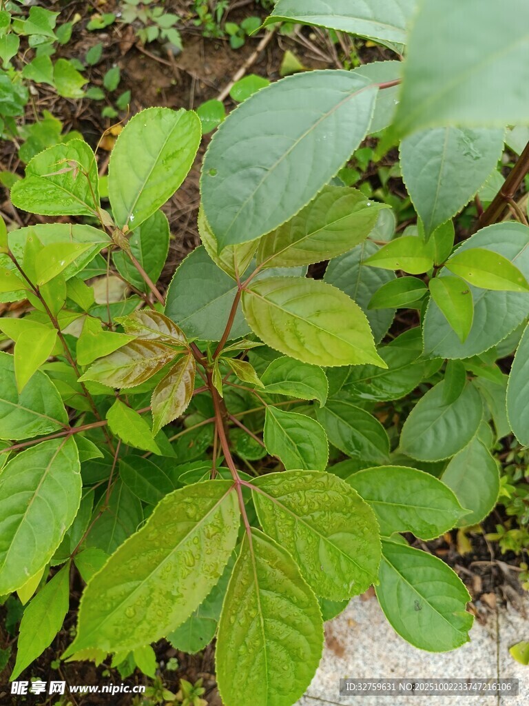 綠葉繁茂的植物