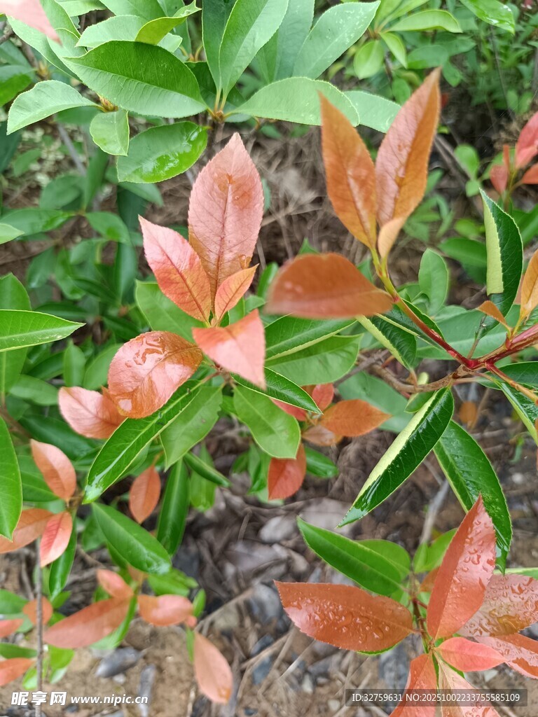 紅葉綠葉交織的植物景觀