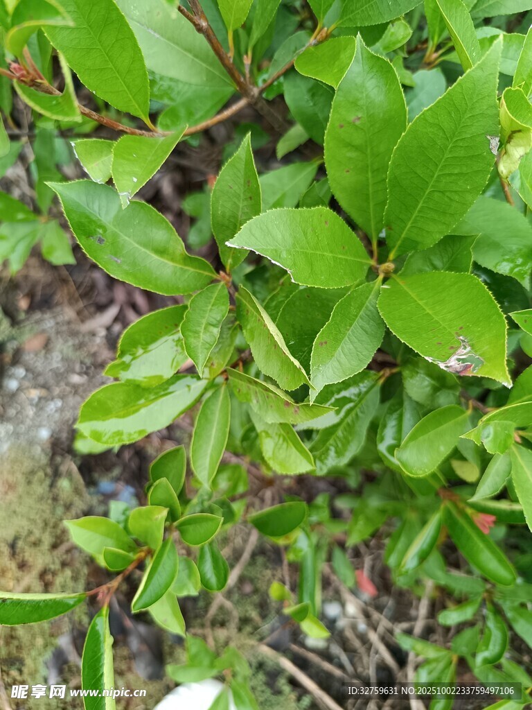 翠綠葉片的生機(jī)植物