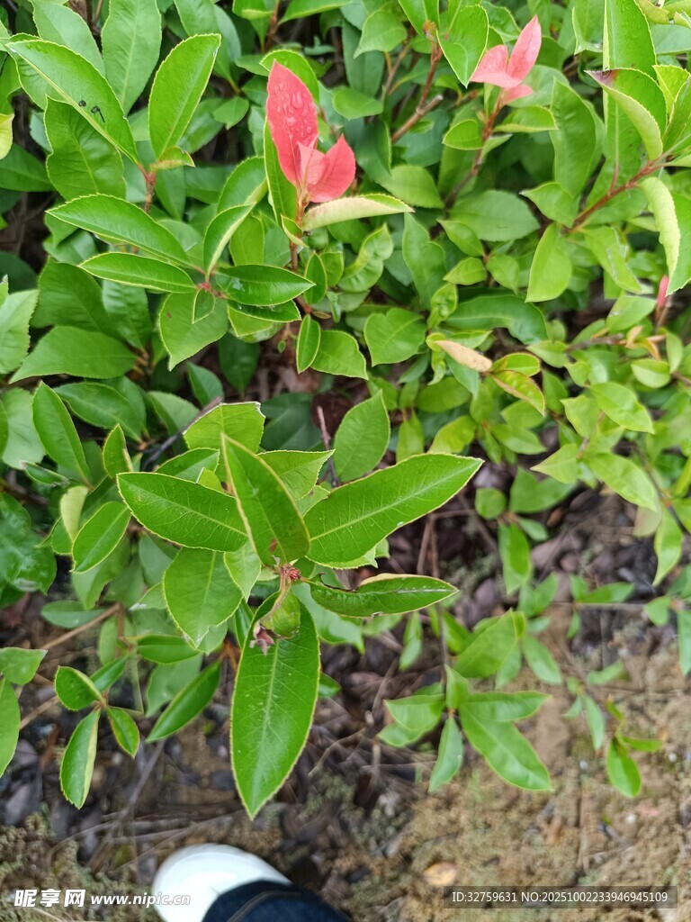 綠葉叢中的嬌艷紅花朵