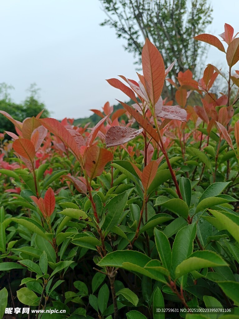 紅綠葉叢植物特寫