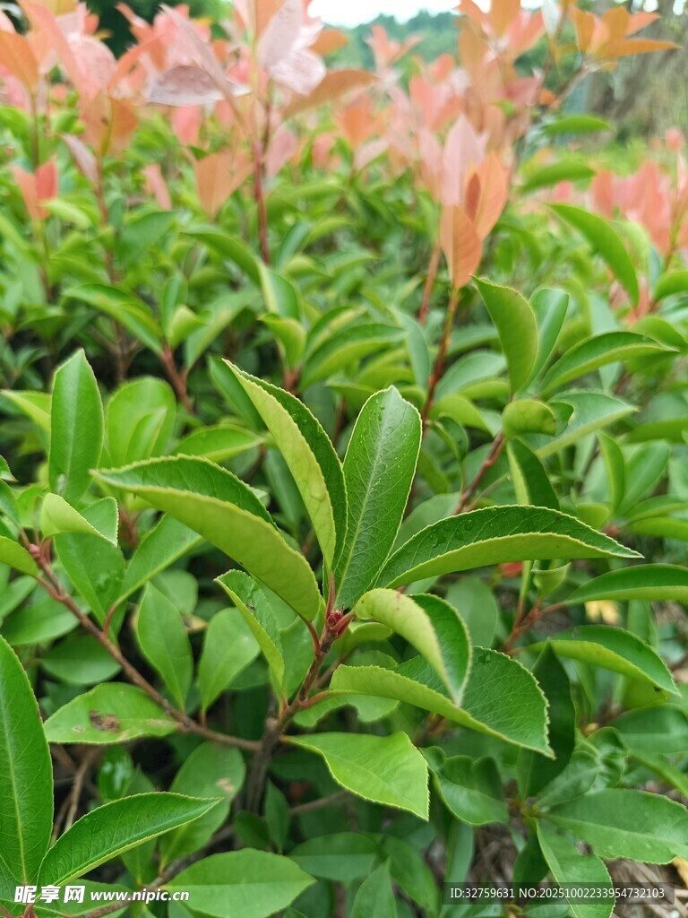 翠綠繁茂的綠植景觀