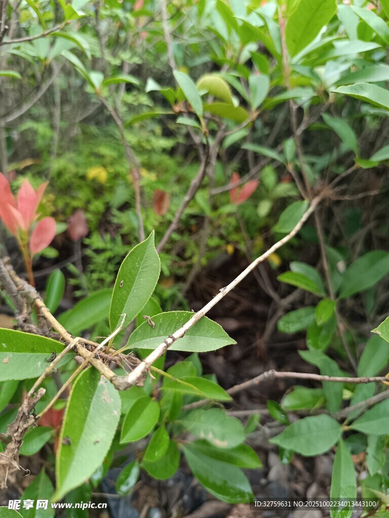 綠葉間帶刺的植物枝條