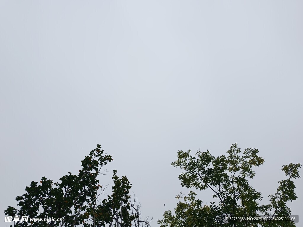 樹梢之上的灰白天空