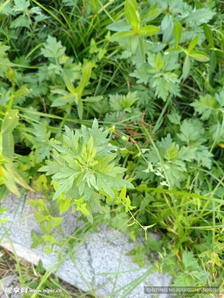 路邊叢生的綠色野草