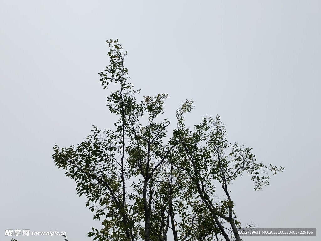 天空下的蔥郁樹(shù)木