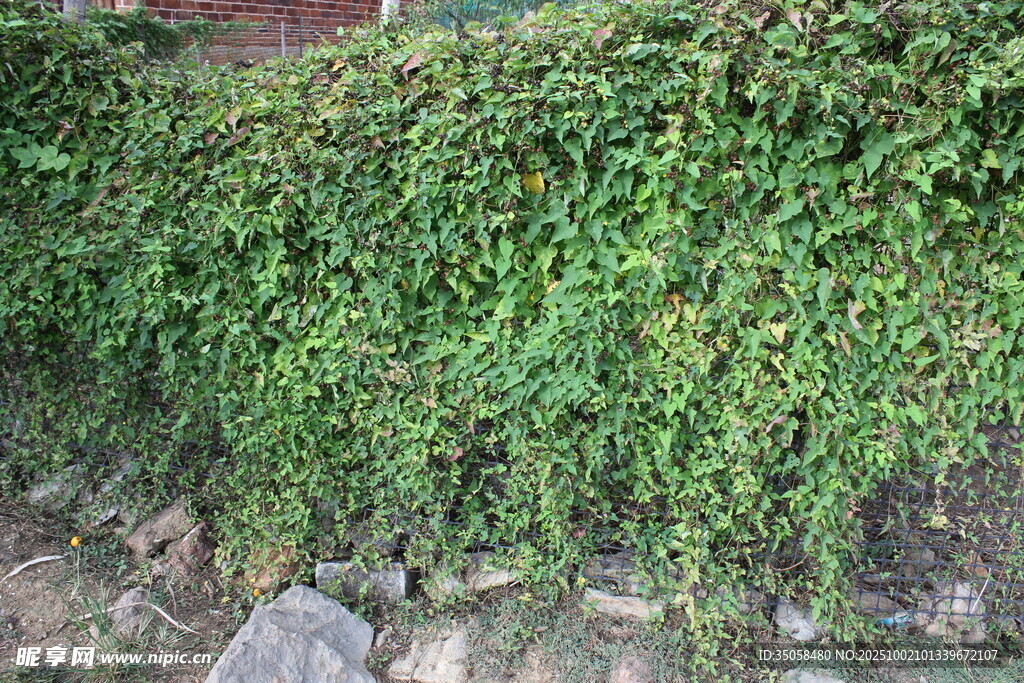 籬欄網(wǎng)