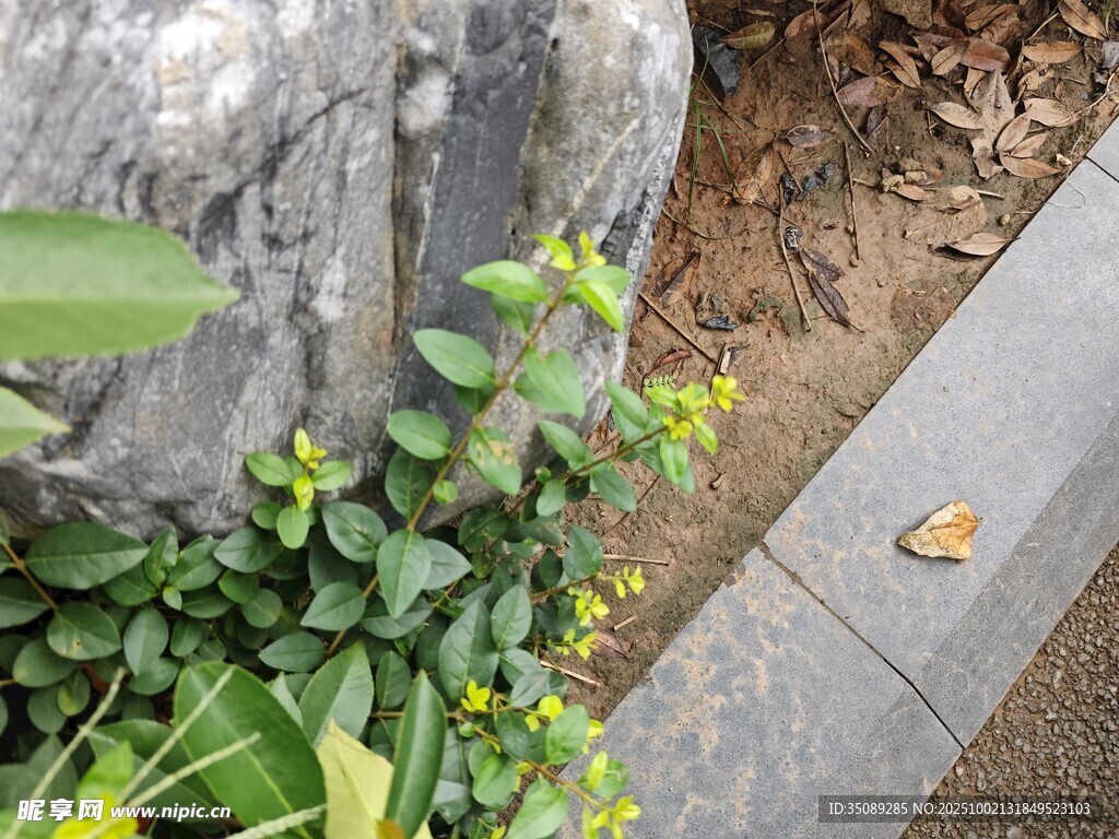 路邊綠植與石塊景觀