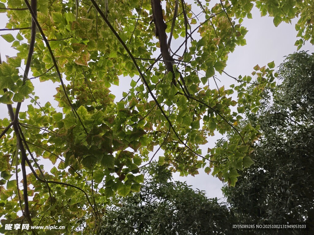 仰視茂密枝葉
