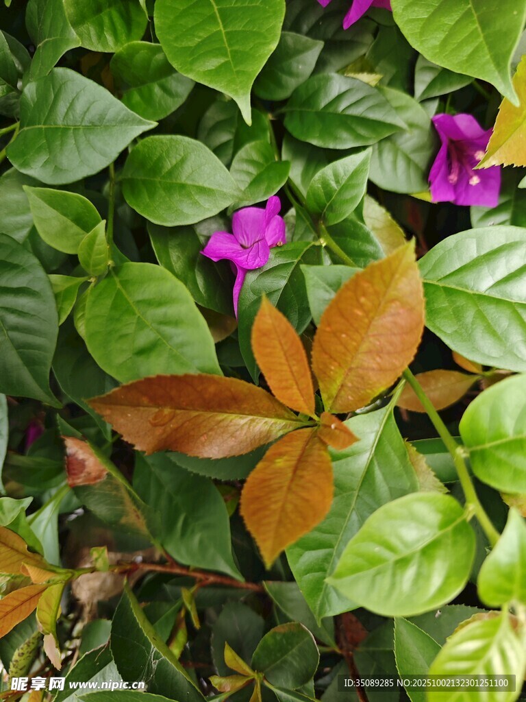 綠葉叢中綻放的紫色小花