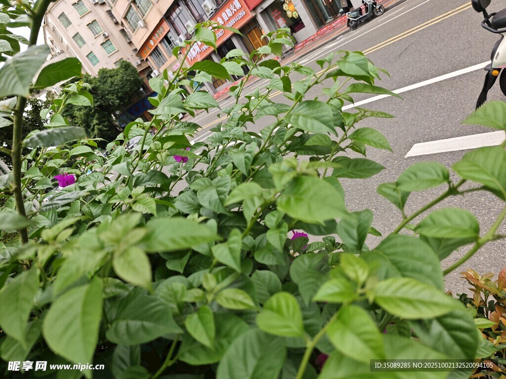 街邊綠植景觀